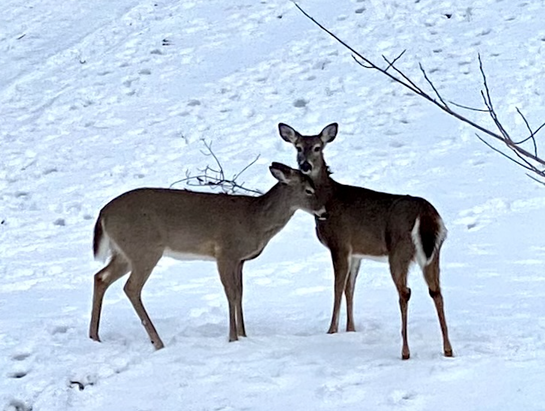 deer-in-the-snow-snowy-landscape-2